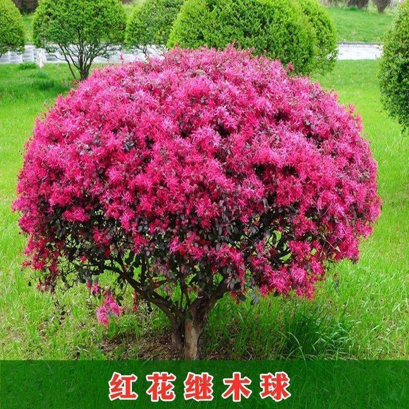 『苗圃直发』红花继木球各种绿化球规格齐全货源充足欢迎咨询