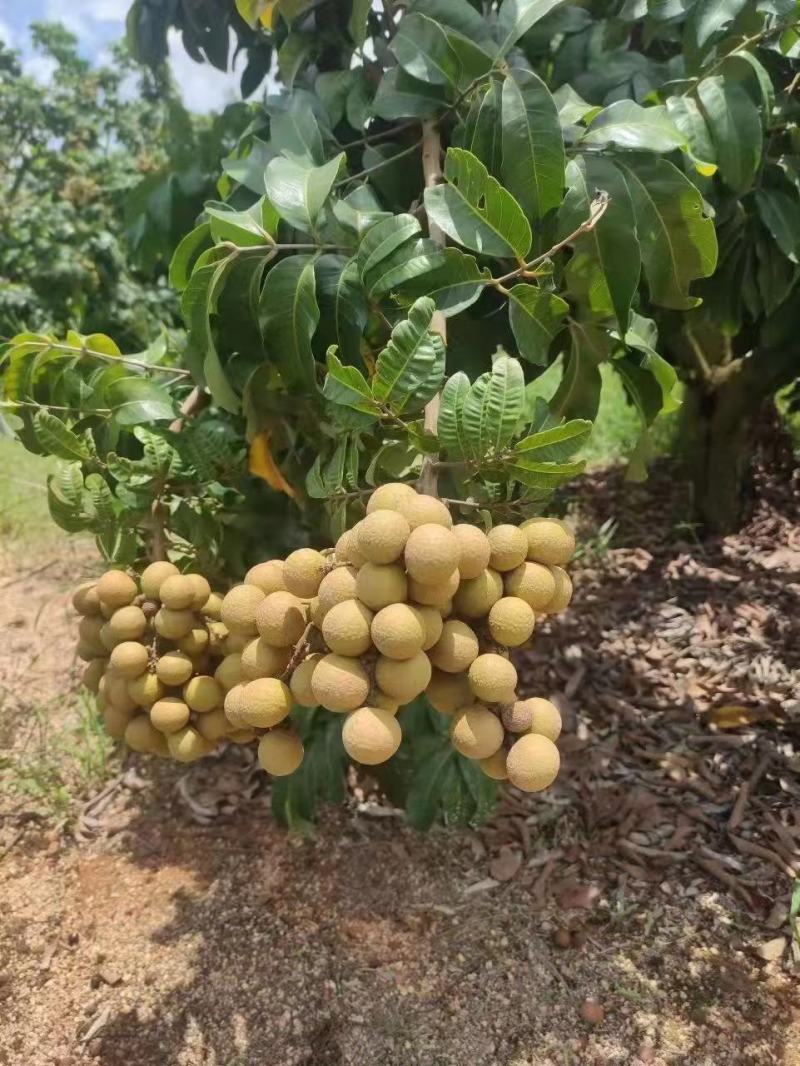 石硖，储良龙眼大量上市