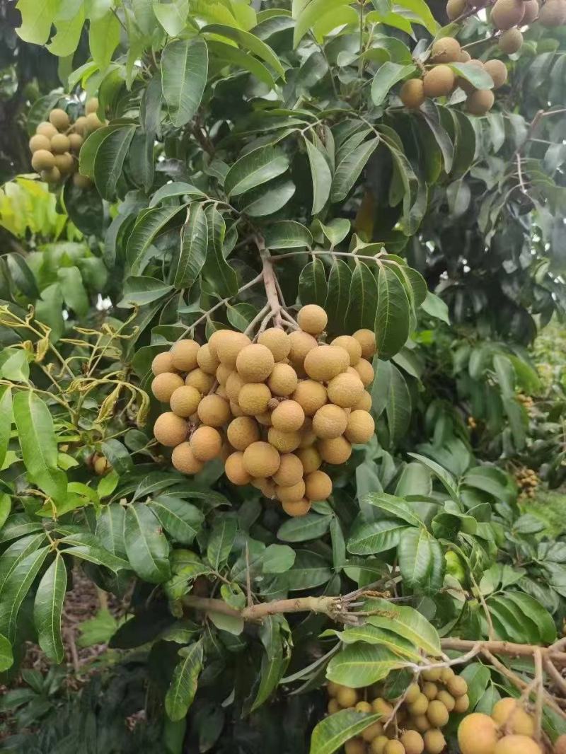 石硖，储良龙眼大量上市