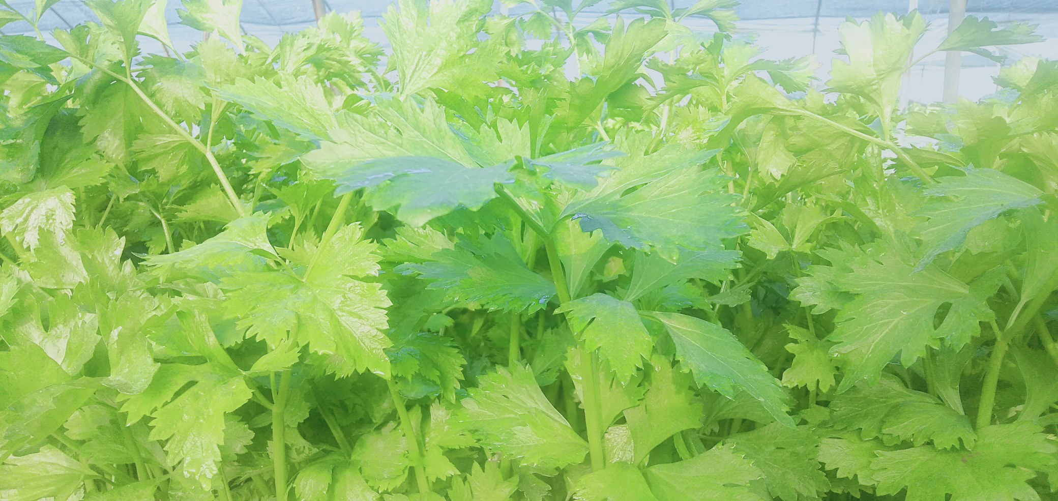 西芹菜籽的特写镜头,展示其细小的种子结构 西芹菜籽的特写镜头,展示其细小的种子结构