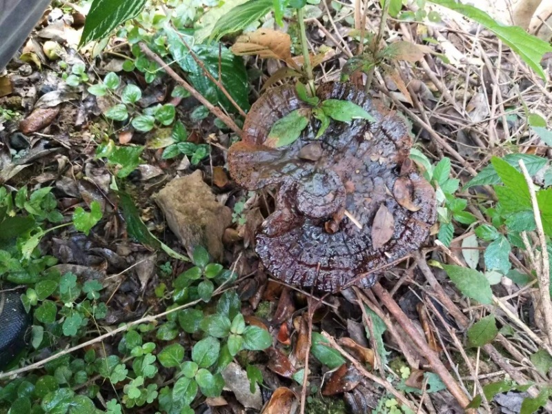 纯野生灵芝，价格公道，大山采摘，欢迎订购！