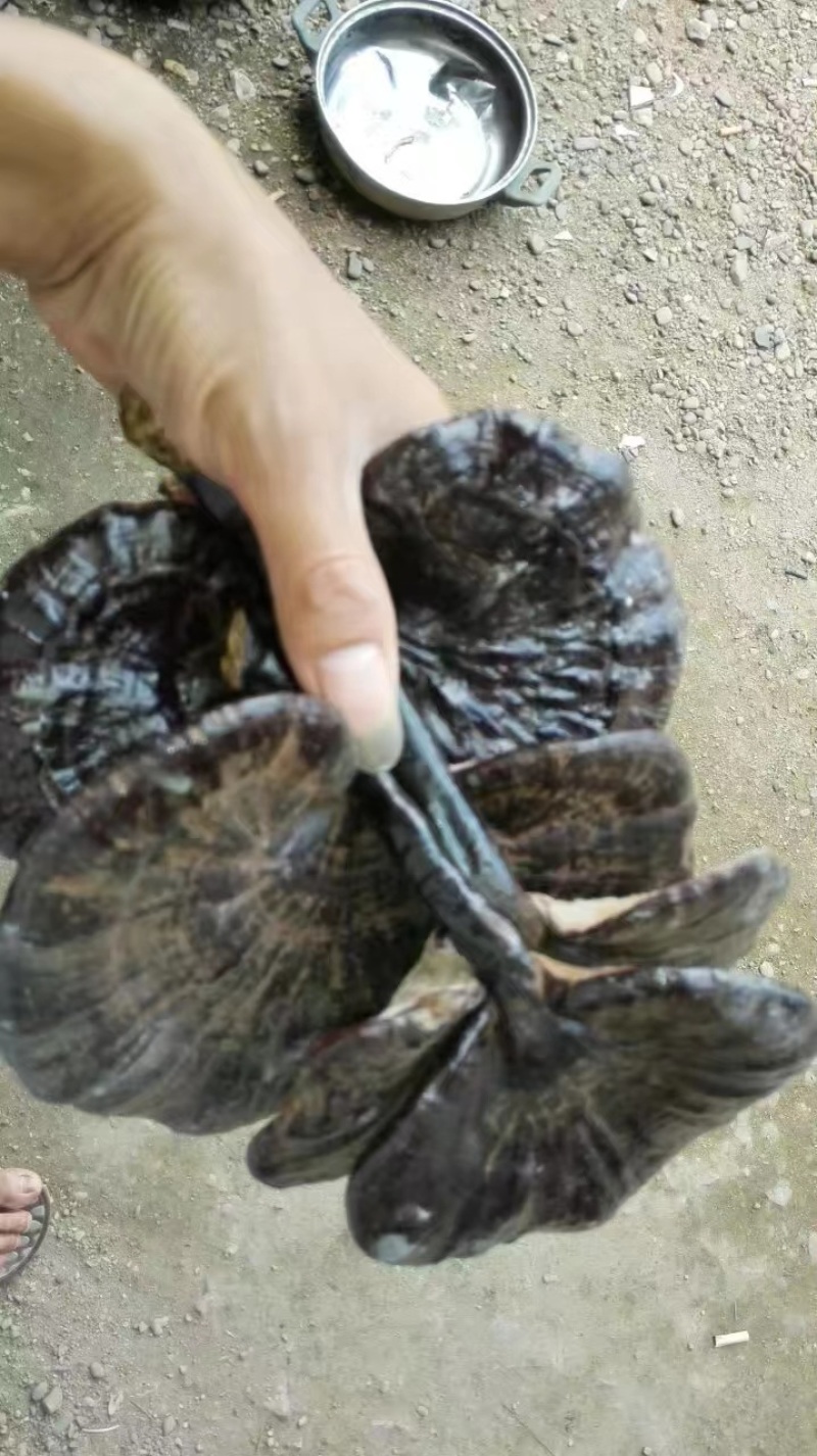 纯野生灵芝，价格公道，大山采摘，欢迎订购！