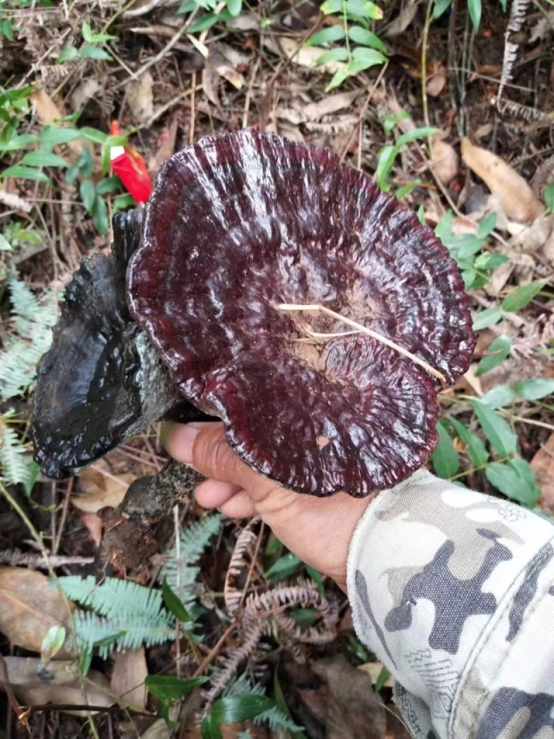 纯野生灵芝，价格公道，大山采摘，欢迎订购！