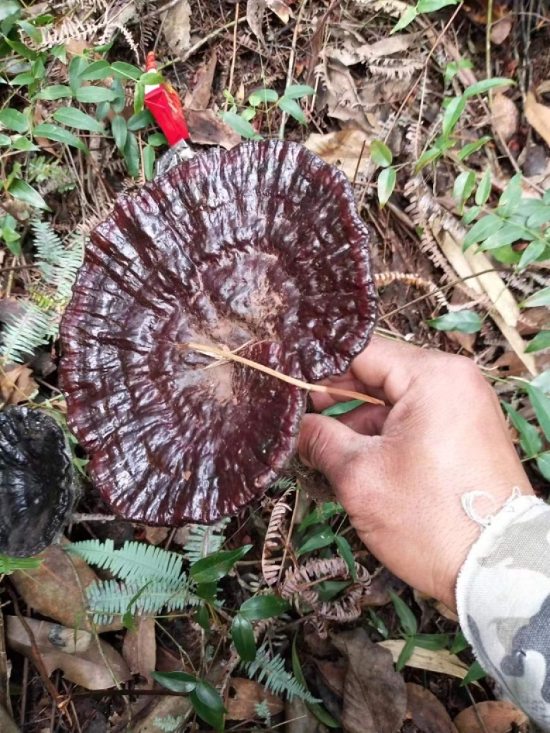 纯野生灵芝，价格公道，大山采摘，欢迎订购！