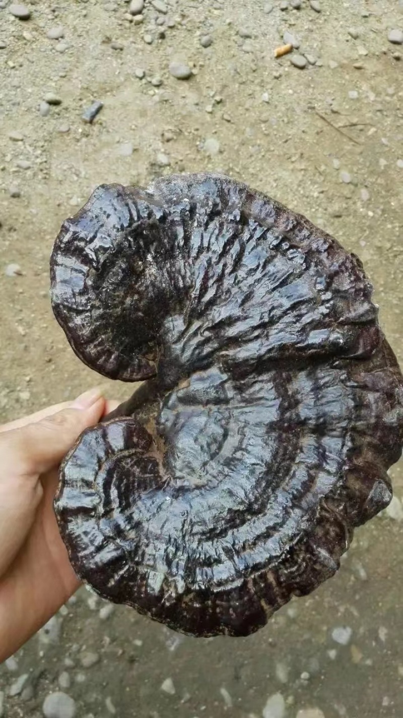 纯野生灵芝，价格公道，大山采摘，欢迎订购！