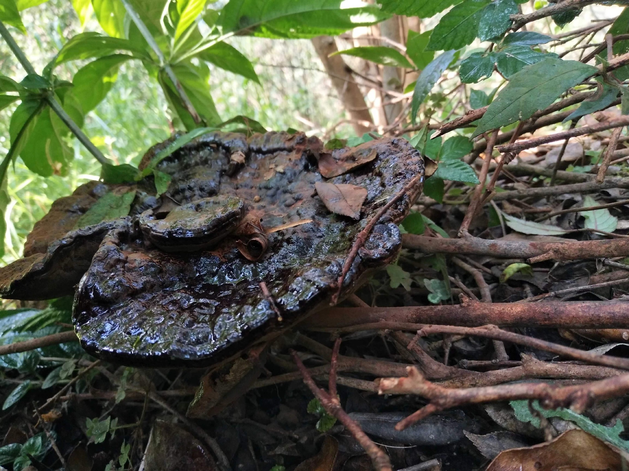 树舌黑灵芝野外生长环境