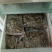 金蝉(量大电联)