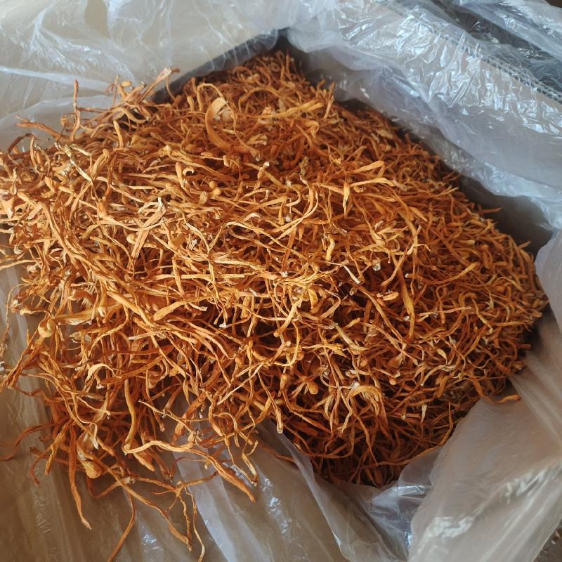 内蒙产地货源虫草花金虫草北虫草子实体煲汤新鲜食材