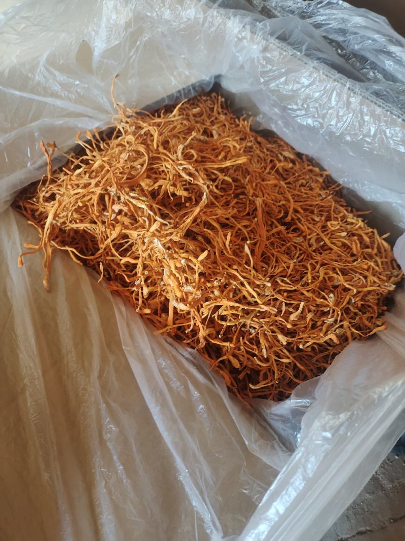 内蒙产地货源虫草花金虫草北虫草子实体煲汤新鲜食材