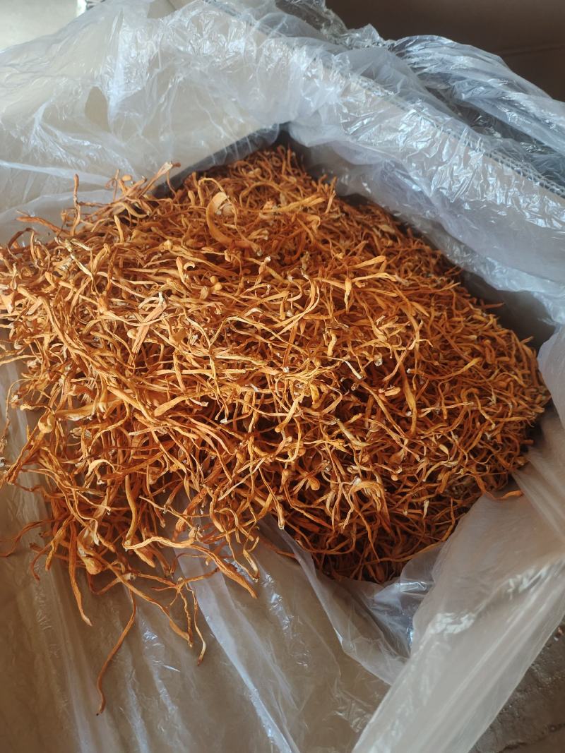 内蒙产地货源虫草花金虫草北虫草子实体煲汤新鲜食材