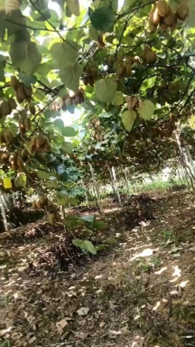 湘西绿心猕猴桃正在大量上市，口感很好，万亩基地现摘现发