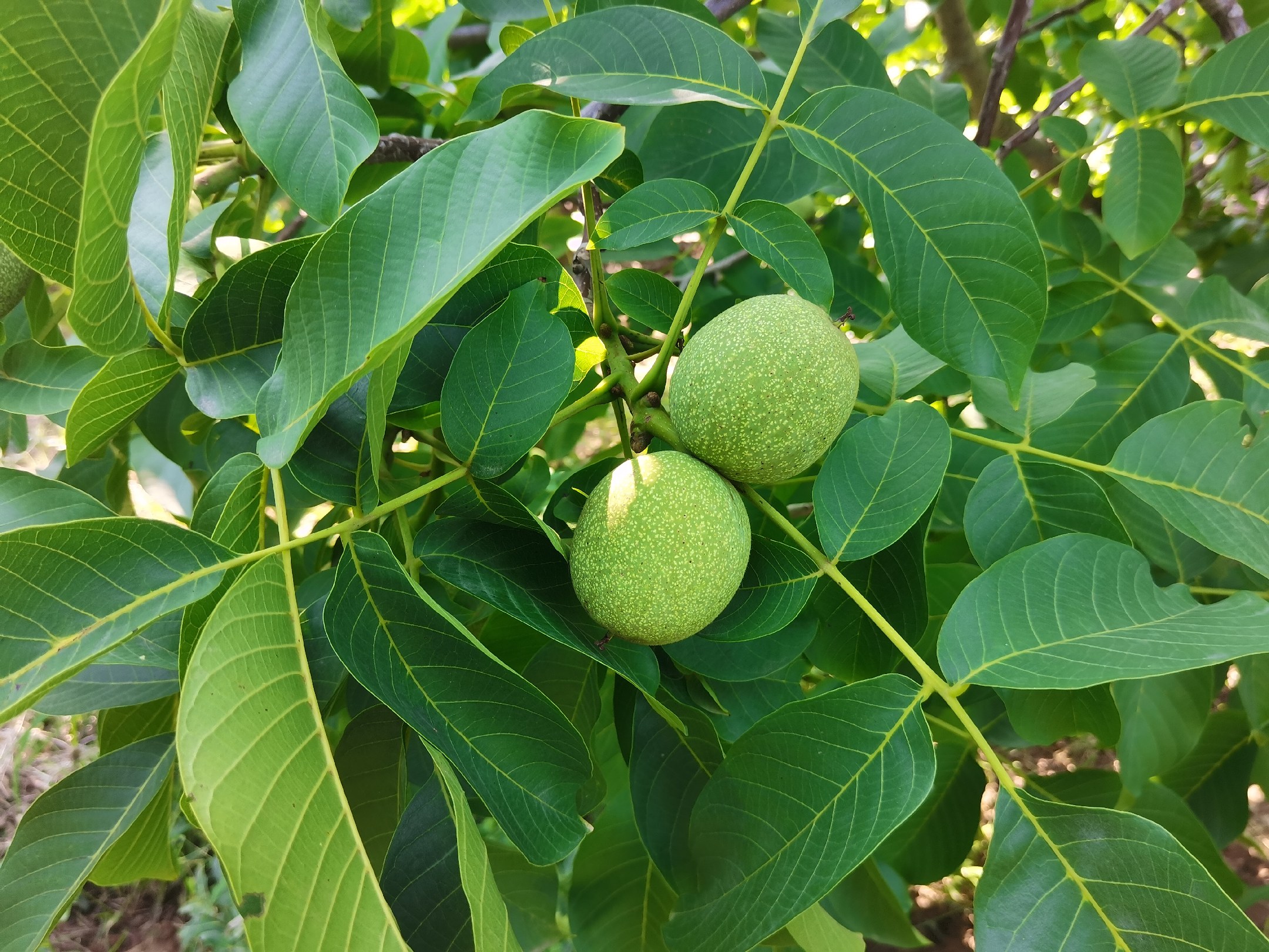 阿克苏青皮核桃种植基地