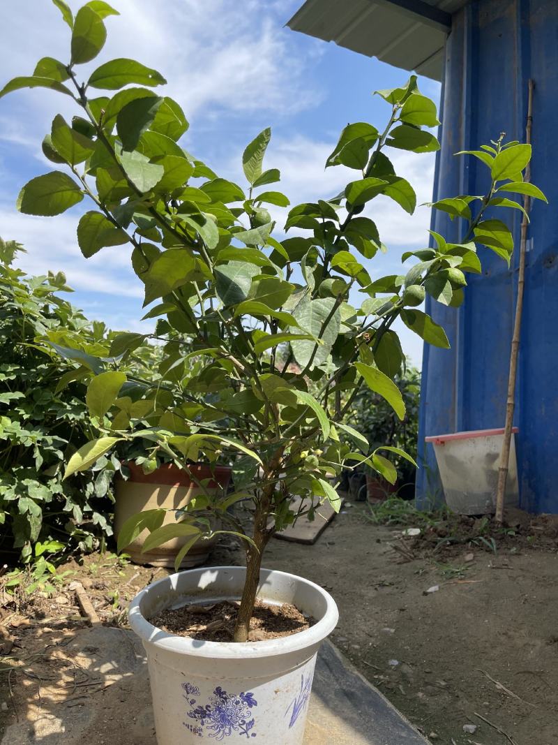 盆栽香水柠檬树苗原盆原土带果发货包成活包对版