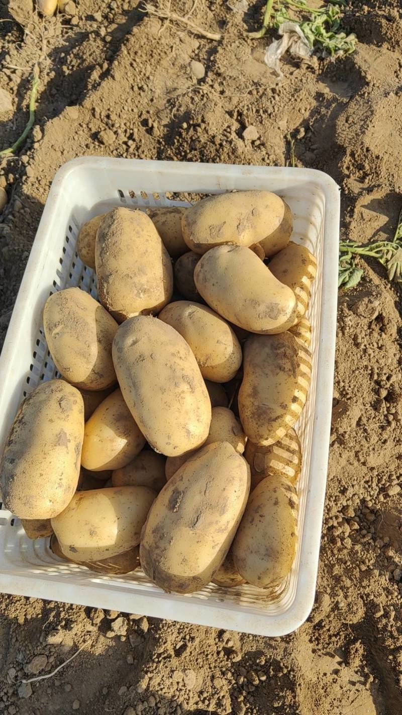 新沃土荷兰希森全国代发质量保证自己的专业团队为你护航