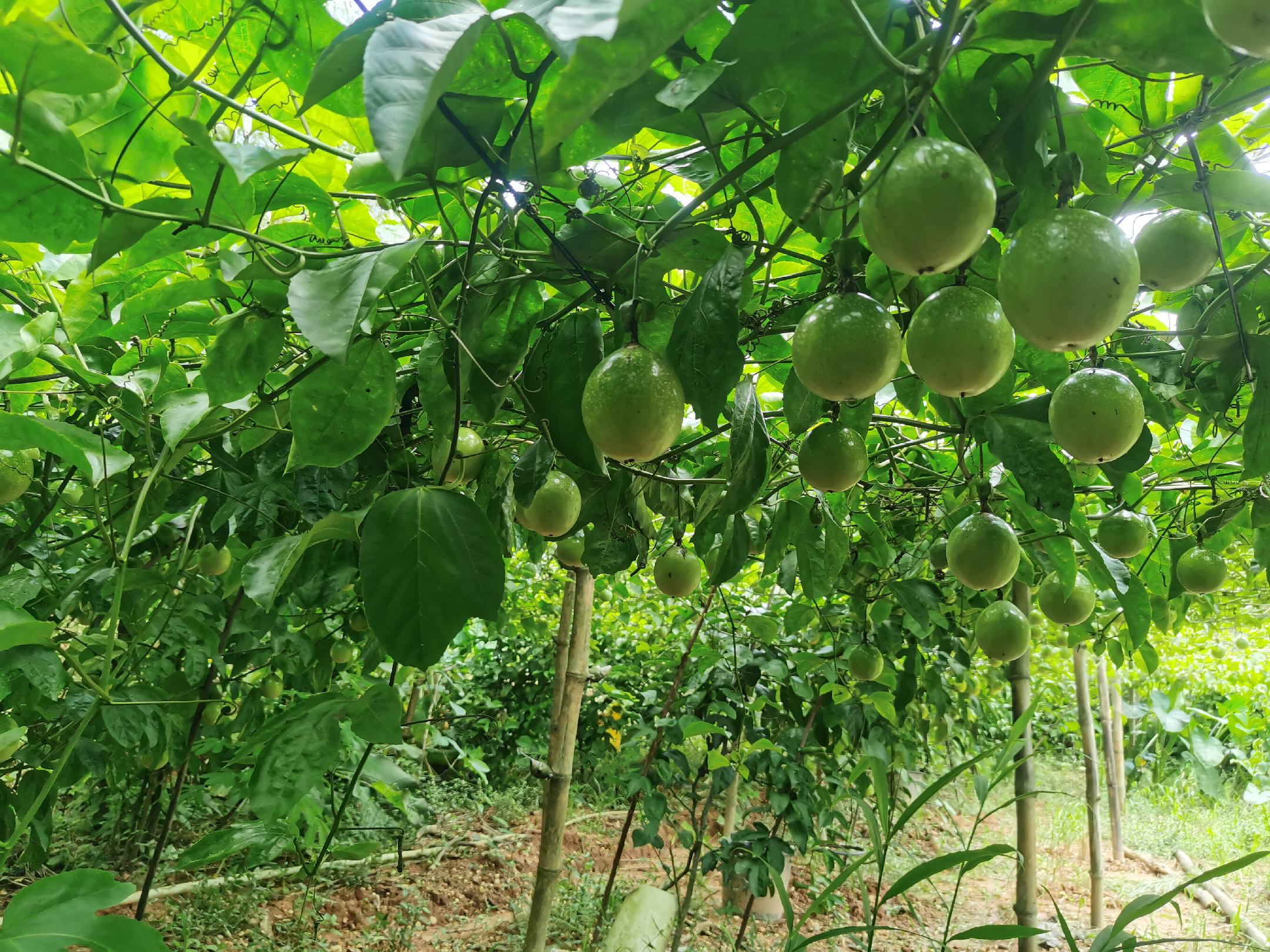 两张高清俯拍图并列展示:左侧为三个成熟的钦蜜9号百香果,果形一致,表皮光滑呈亮金色,切开后果肉饱满呈浓橙黄色,种子分布均匀;右侧为三个普通黄金百香果,大小不一,表皮暗黄带绿斑,切开后果肉颜色较淡,部分果腔空心 钦蜜9号与普通黄金百香果果实对比图