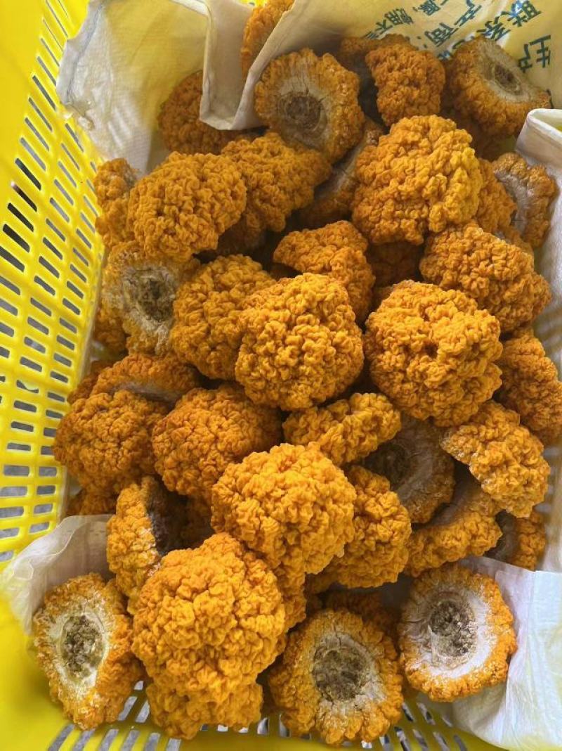 云南金耳鲜品