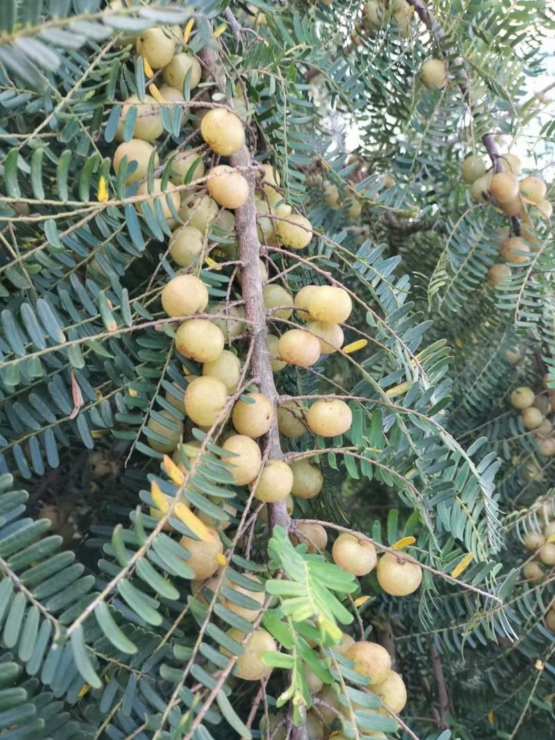 油甘果，余甘果，牛甘果可煲汤，奶茶店榨汁，腌制，泡酒