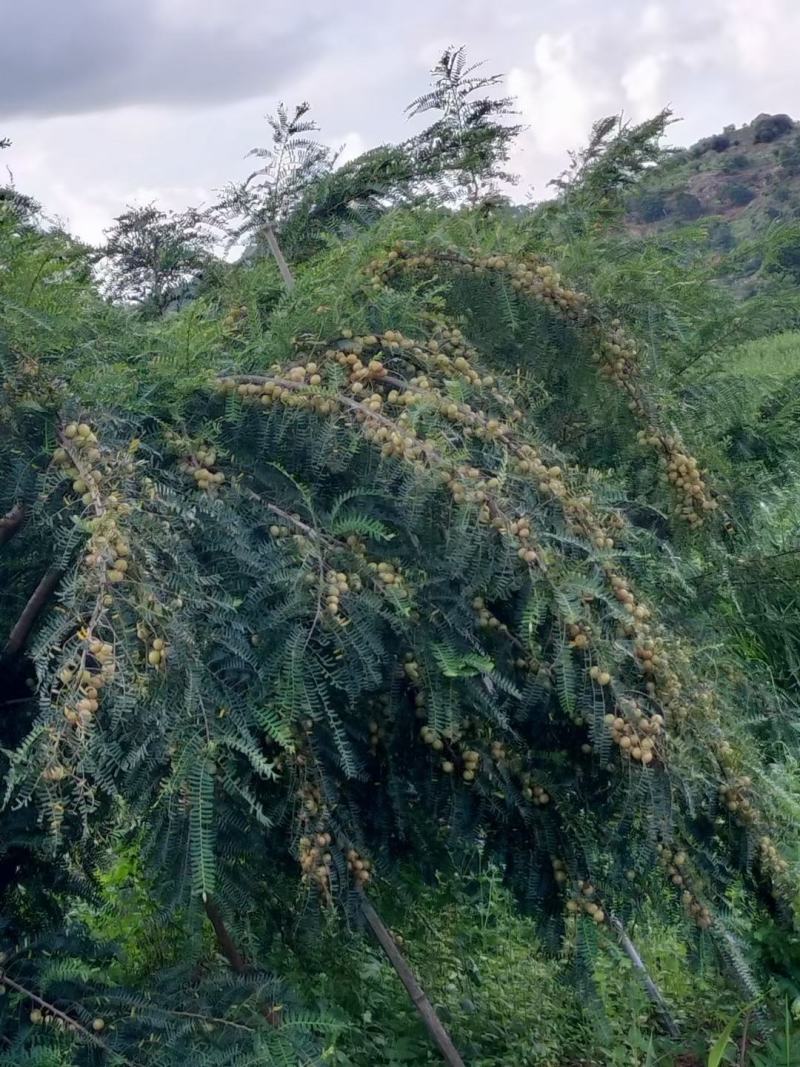油甘果，余甘果，牛甘果可煲汤，奶茶店榨汁，腌制，泡酒