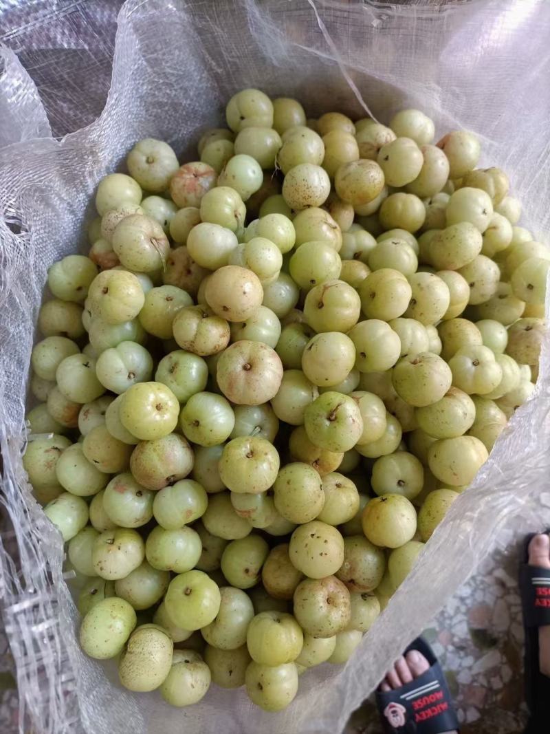 油甘果，余甘果，牛甘果可煲汤，奶茶店榨汁，腌制，泡酒