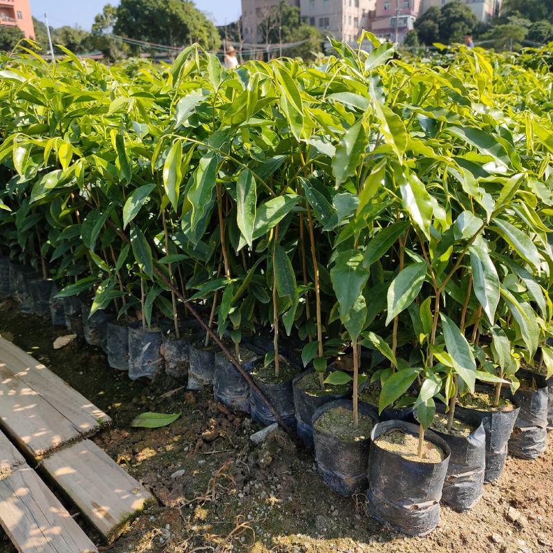 九里香苗四季常青室内浓香花卉水培当年开花