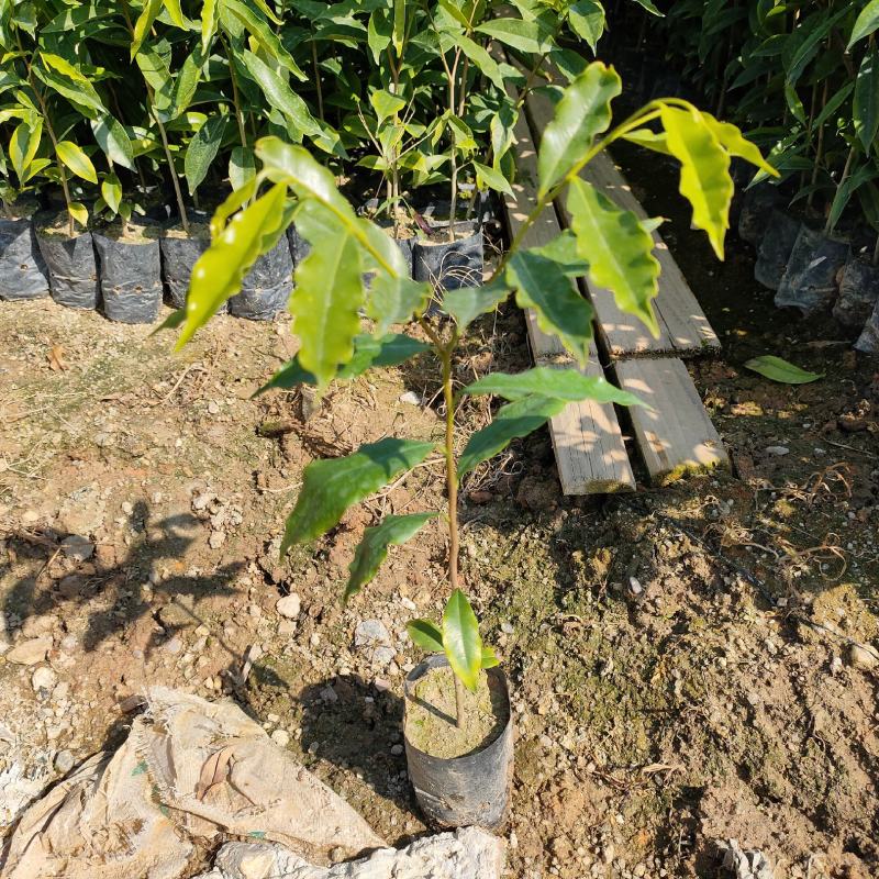 九里香苗四季常青室内浓香花卉水培当年开花