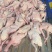 乳鸽新鲜乳鸽5-9两量大从优货源充足，价格优惠
