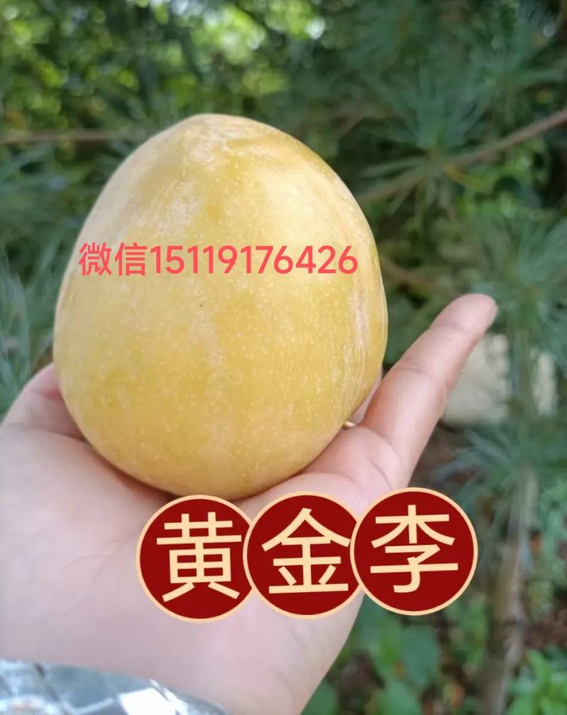 【九峰山黄金奈李】光照足[太阳]温差大，深山种植，无污