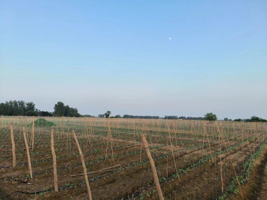 长豆角种植基地航拍图