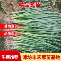 山东潍坊葱苗，铁杆大葱苗，基地直供，品质保证，欢迎选购