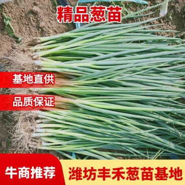 山东潍坊葱苗，铁杆大葱苗，基地直供，品质保证，欢迎选购