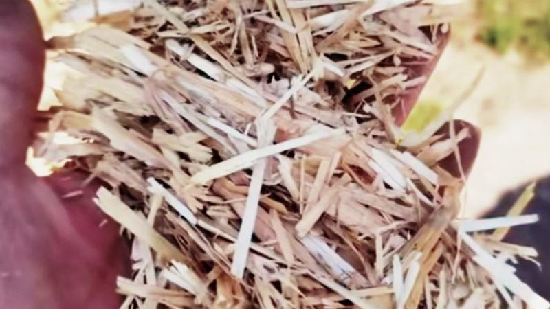 优质揉丝小麦秸秆产地大量批发质量保证可视频看货