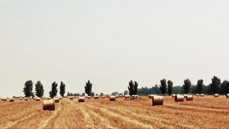 优质揉丝小麦秸秆产地大量批发质量保证可视频看货