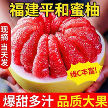 平和县正宗琯溪密柚《柚管家果园红心柚》供应电商，团购