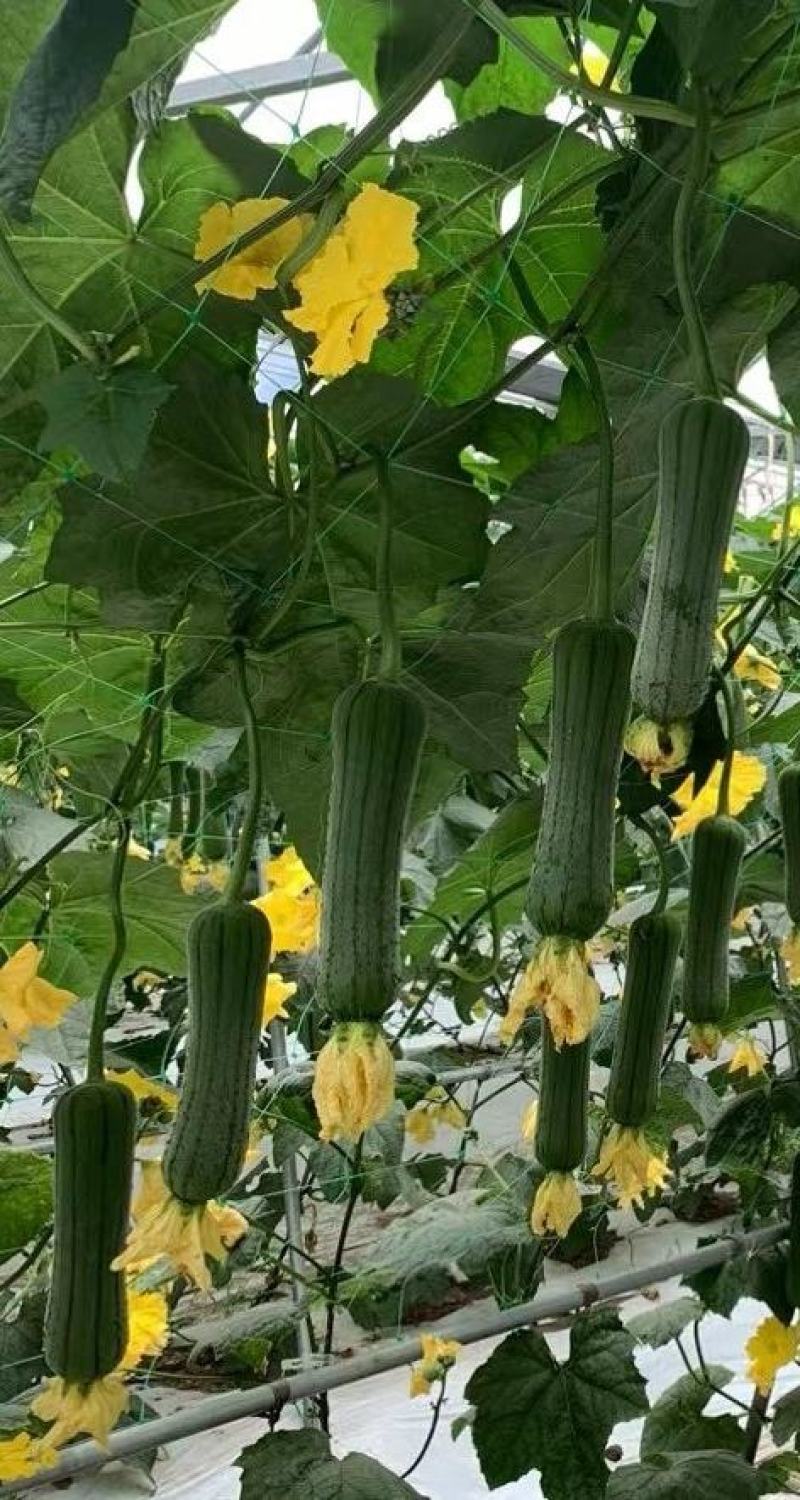 短棒丝瓜种子瓜满楼早熟短棒型肉丝瓜挂果多翠绿皮品质好