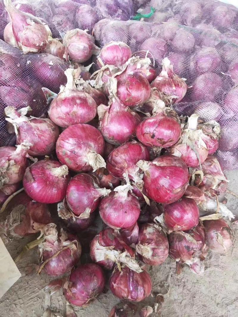 [热卖]洋葱紫皮洋葱精品洋葱大量供应中全国发货