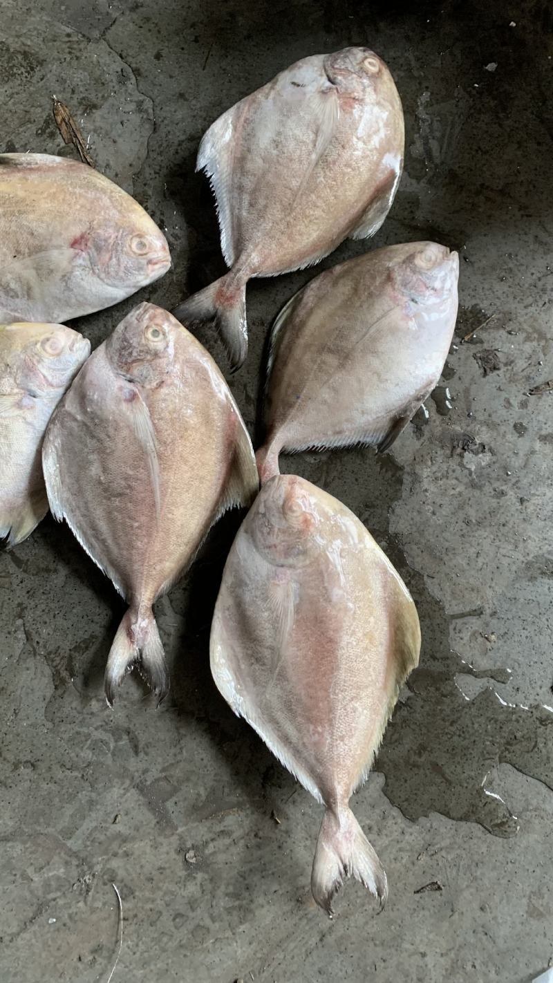 黑鲳批发