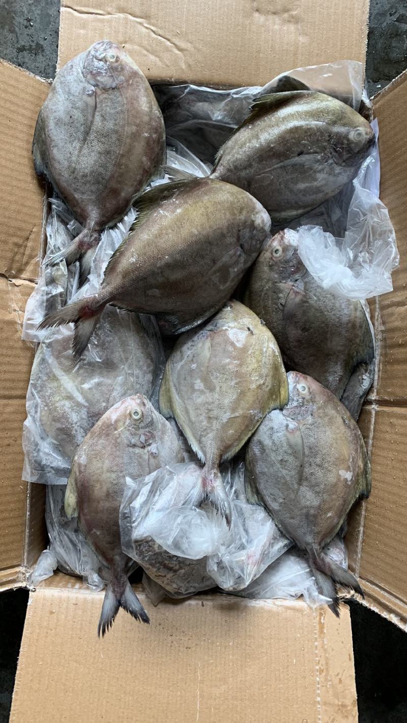 黑鲳批发