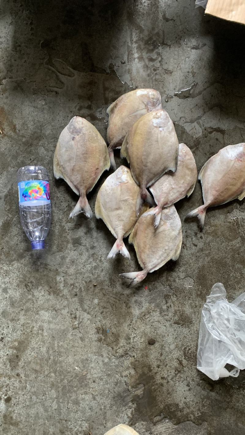 黑鲳批发