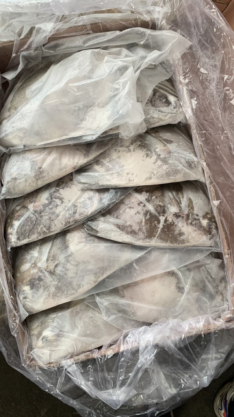 斗鲳批发鹰鲳批发