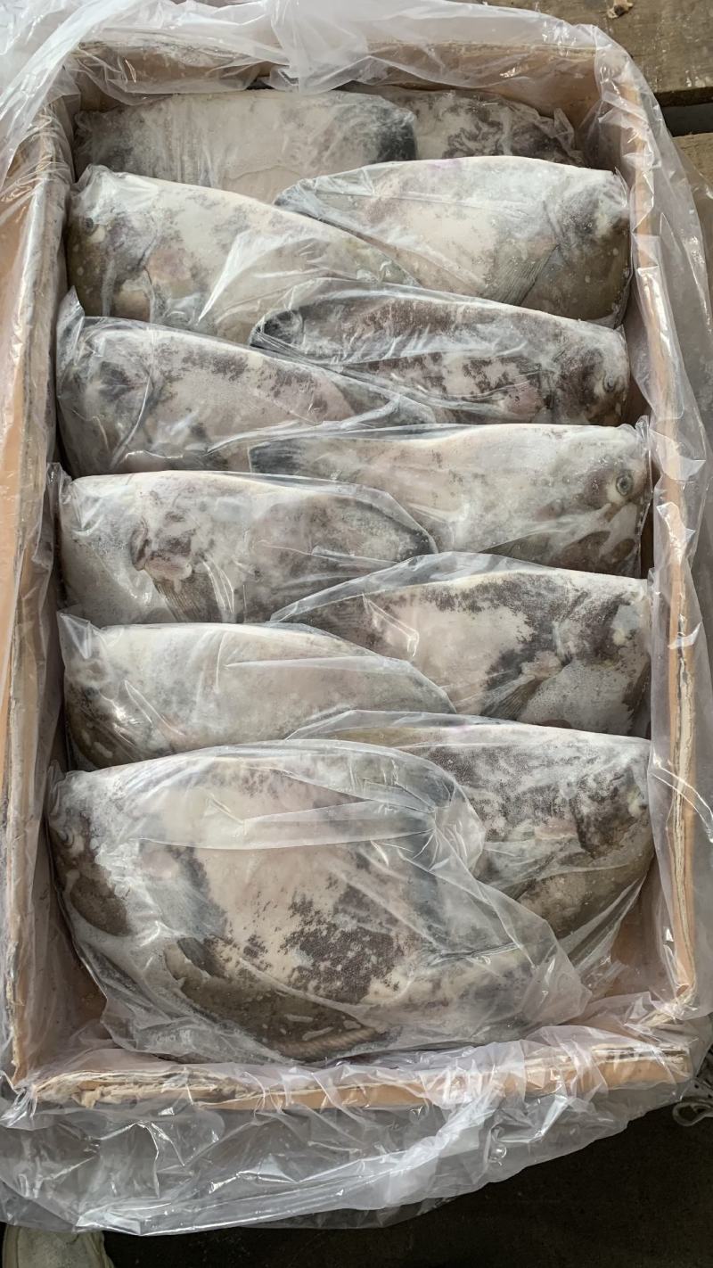 斗鲳批发鹰鲳批发