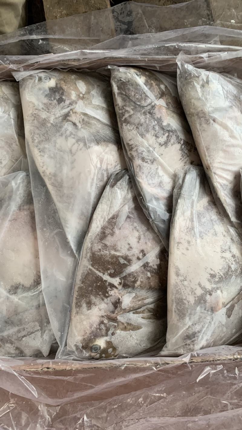斗鲳批发鹰鲳批发