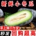 新鲜小冬瓜精品冬瓜水果冬瓜对接各大市场商超电商品质保