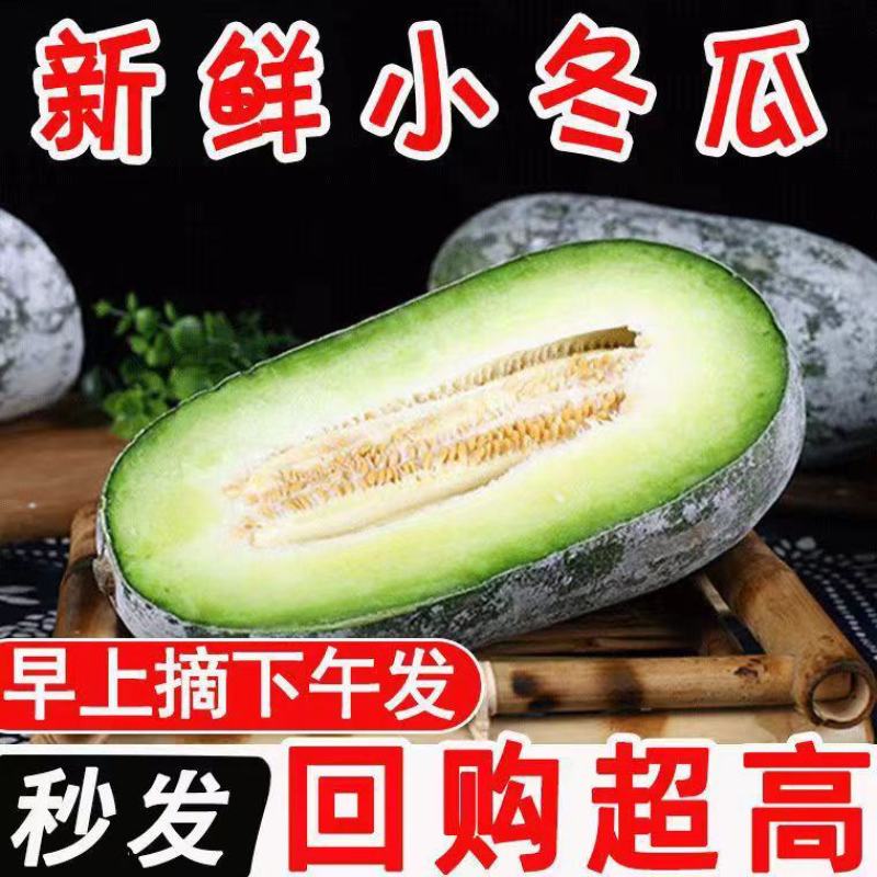 新鲜小冬瓜精品冬瓜水果冬瓜对接各大市场商超电商品质保