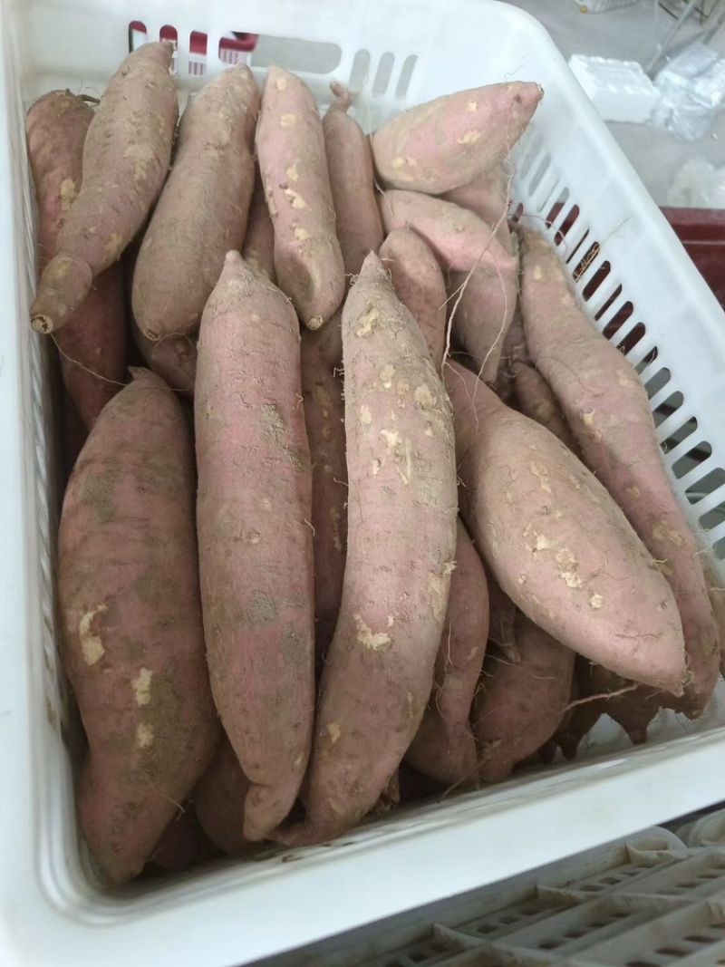 【一件代发】陕西板栗红薯承接电商直播团购微商落地配等