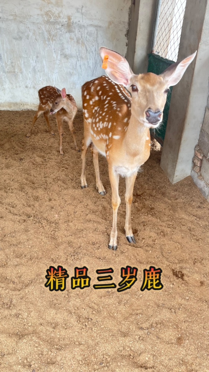 梅花鹿幼崽活体鹿鹿苗、怀孕母鹿配种率极高（源头直发）