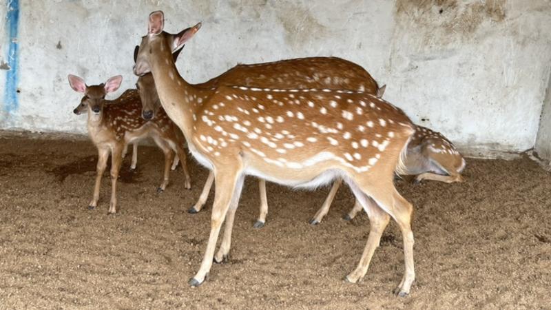 梅花鹿幼崽活体鹿苗、怀孕母鹿配种率极高（源头直发）