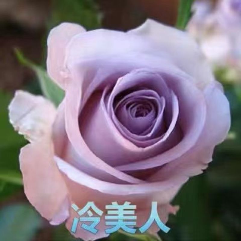 200棵玫瑰花苗四季开花易活好养盆栽地栽庭院阳台花卉
