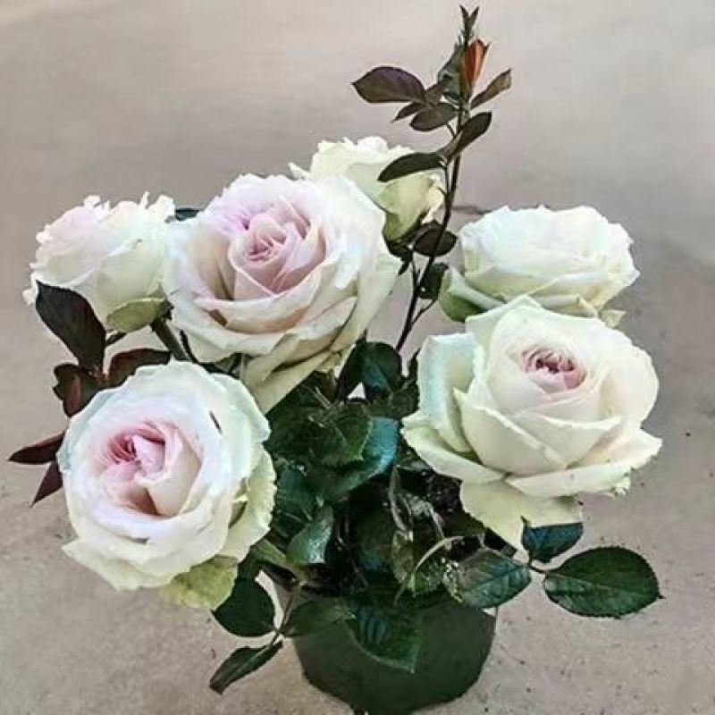 200棵玫瑰花苗四季开花易活好养盆栽地栽庭院阳台花卉