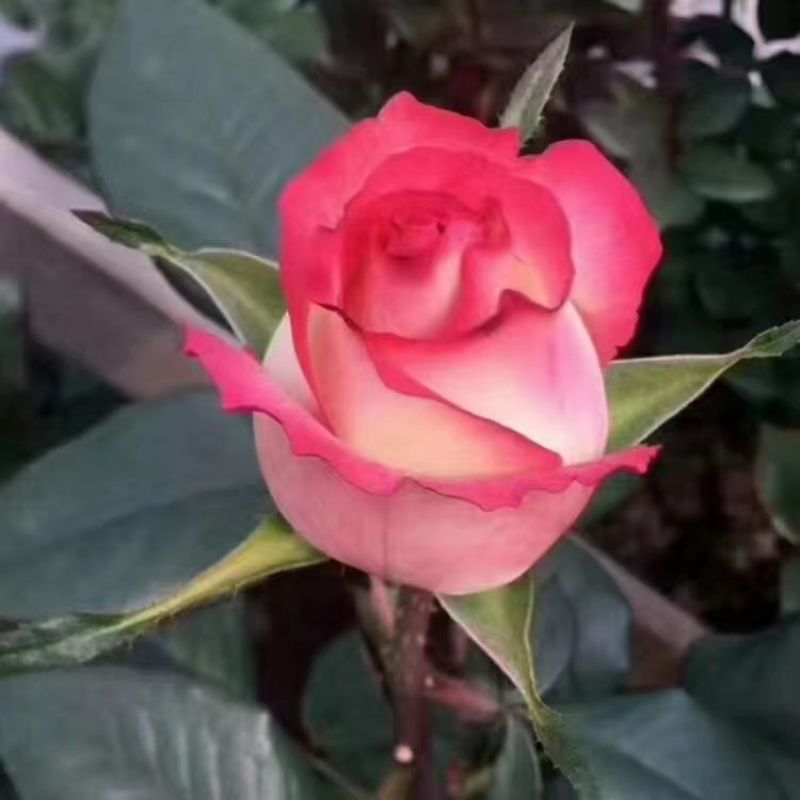200棵玫瑰花苗四季开花易活好养盆栽地栽庭院阳台花卉