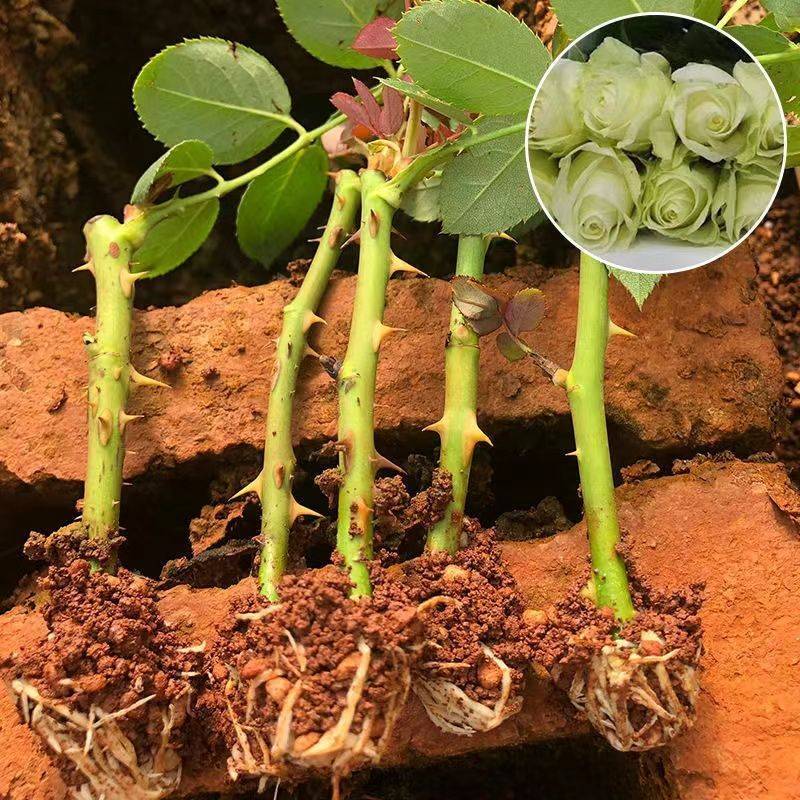 200棵玫瑰花苗四季开花易活好养盆栽地栽庭院阳台花卉